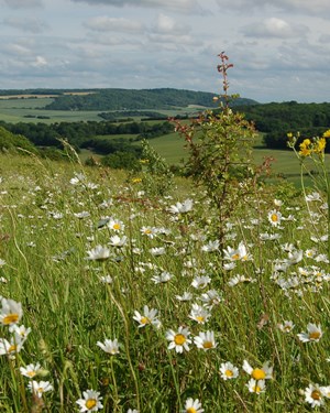 ranscombe-farm-reserve-2.jpg