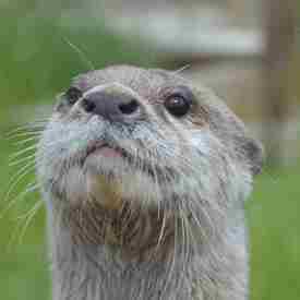 Close up of Otter face