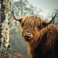 Cobham Woods Cute Cow