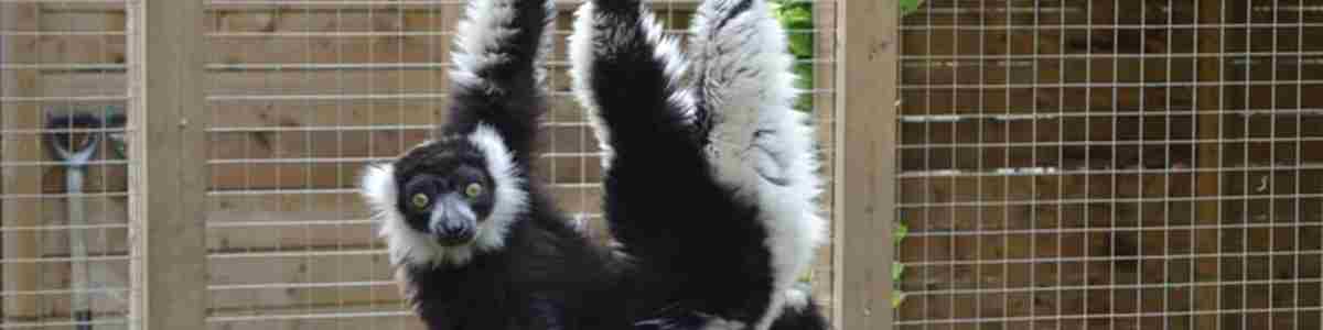 Fenn Bell Lemur