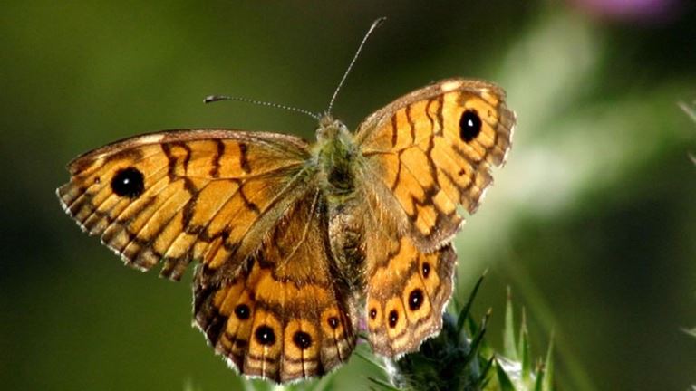Cliffe Pools Butterfly