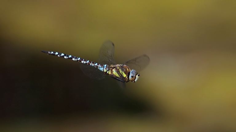 Cliffe Pools Autumn Migrant Hawker Dragonfly In Flight