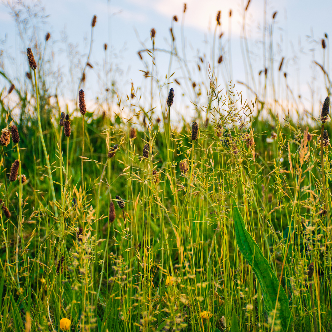 Long Grasses in Summer