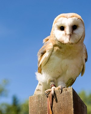 Soaring High Owl
