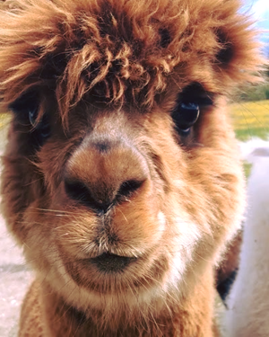 Capstone Alpacas 3