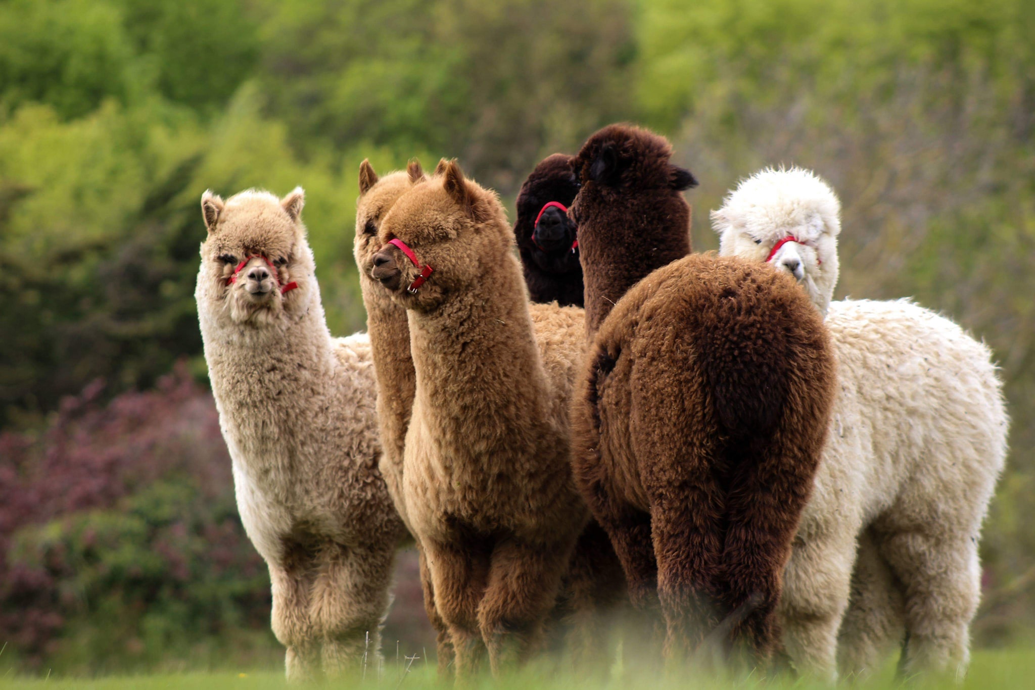 Capstone Alpacas1