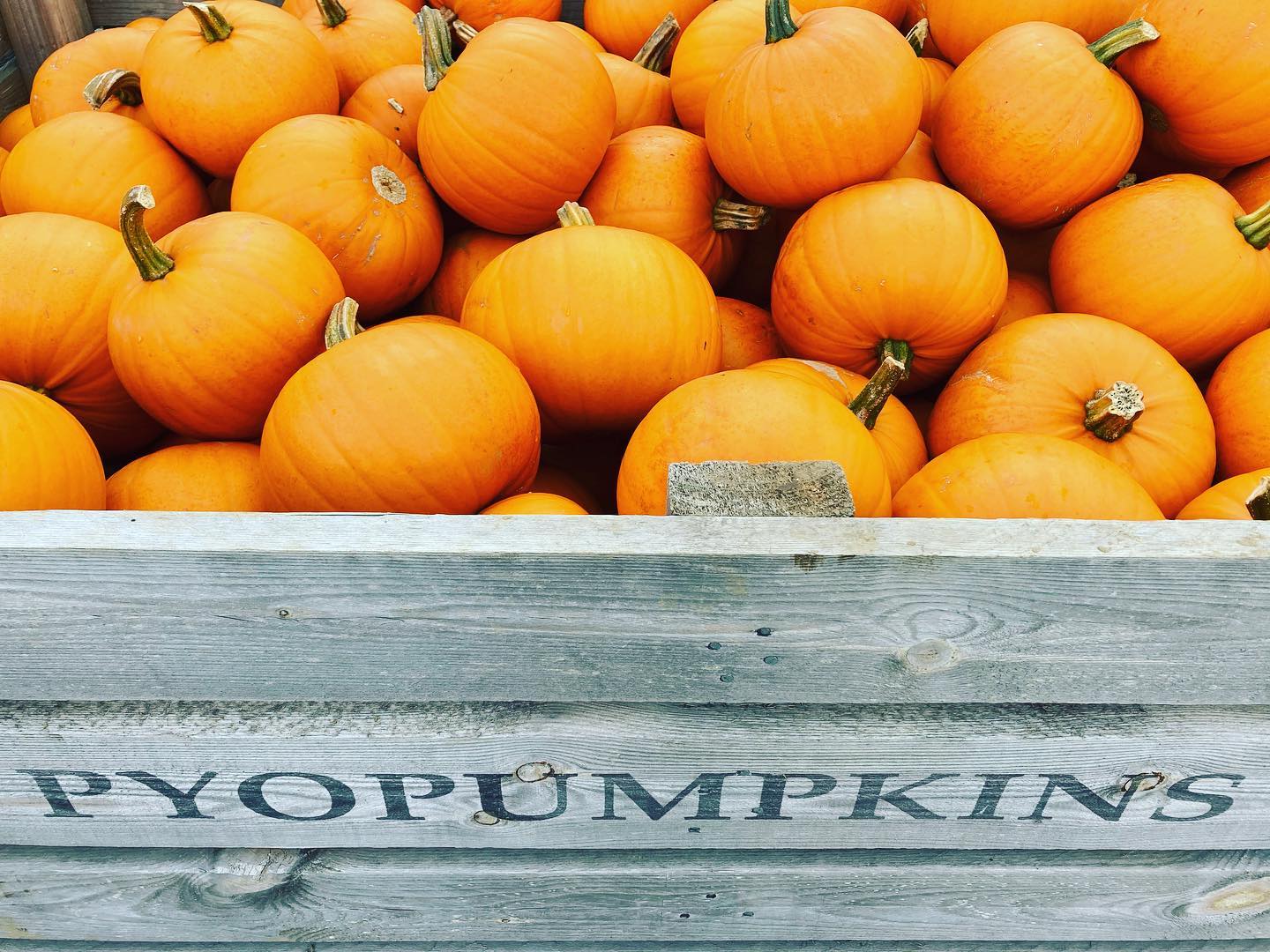 PYO Pumpkins 2
