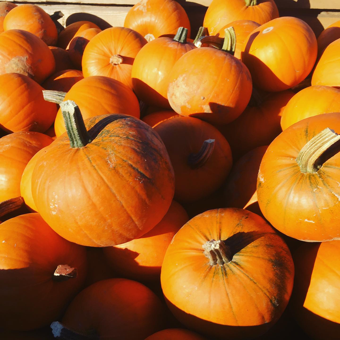 PYO Pumpkins 1
