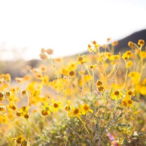 Wildflower Walk Preview