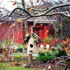 Natural Bird Feeders Preview