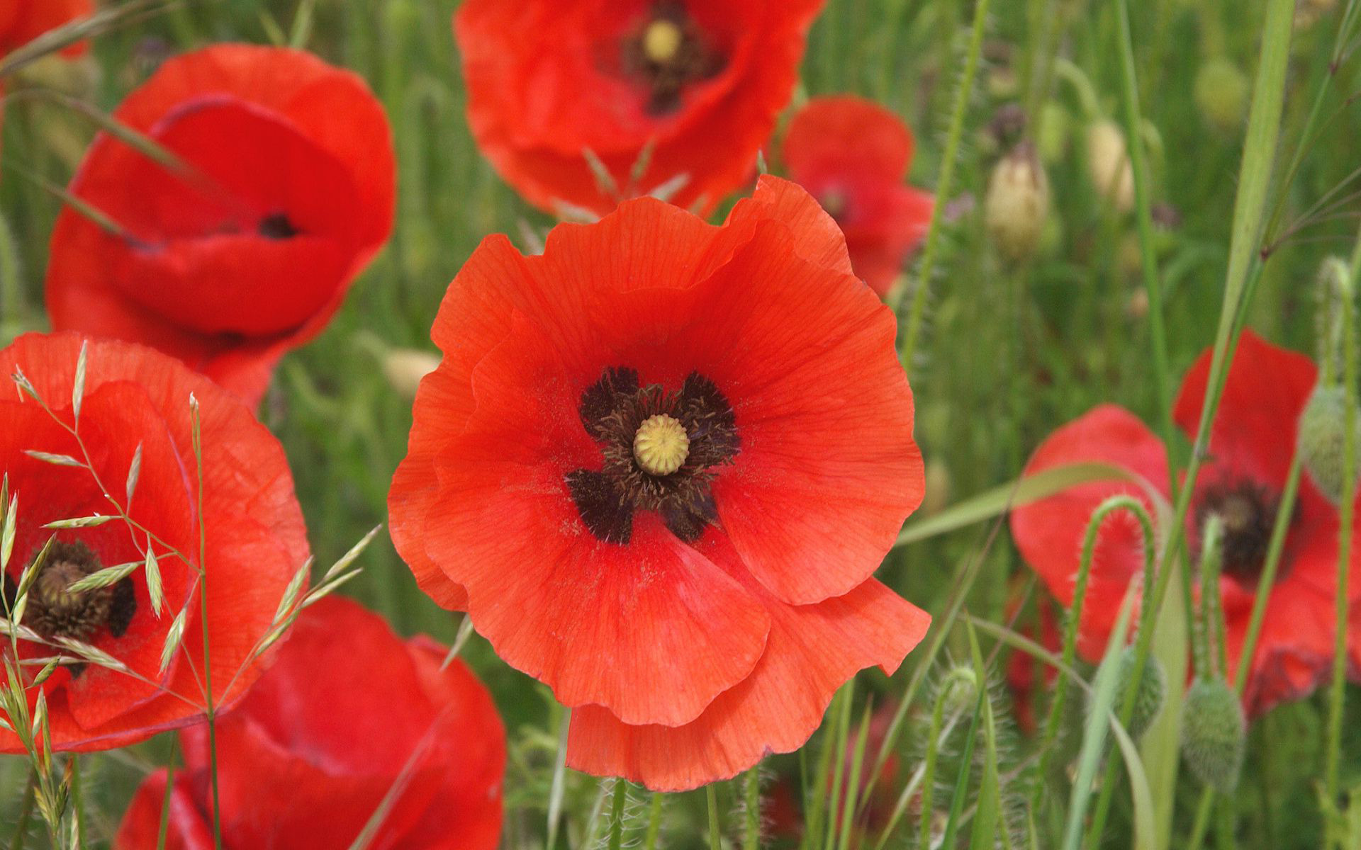 Poppies Flower Wallpaper 3