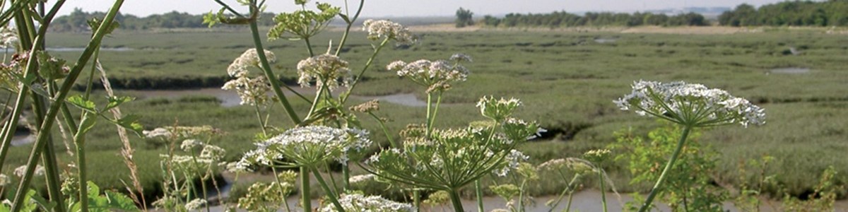 Riverside flowers.jpg