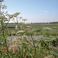 Riverside flowers.jpg